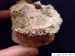 L_V20d5094 A16.54 R827 lR at thoracic vertebra.JPG L_V20d5094 A16.54 R827 lR at thoracic vertebra